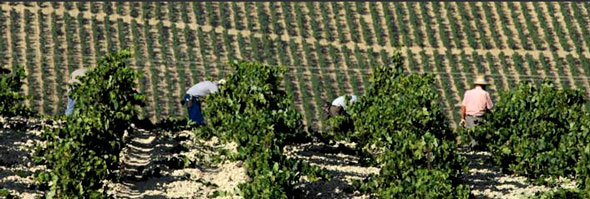 Ernte der Palomino-Trauben auf typischen Albariza-Kreideböden. © sherry.org