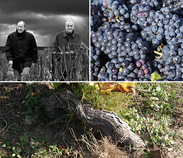 li: die Chiquet-Brüder, re: reifer Pinot Meunier, u: gesundes Bodenleben bei Jacquesson (Fotos: Weingut)