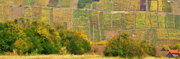 Alte churfränkische Weinlagen in Klingenberg mit teils wirzelechter gemischter Bestockung. Foto: Thomas Riedl