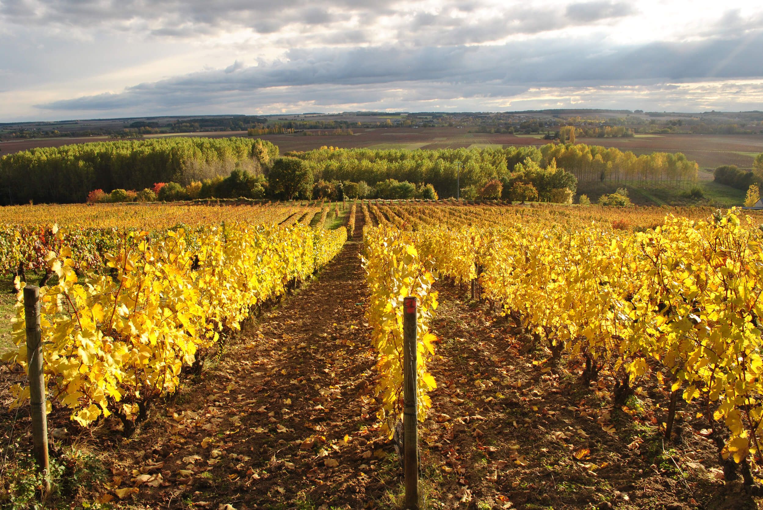 Fotos vom Weinberg in unterschiedlichen Jahreszeiten