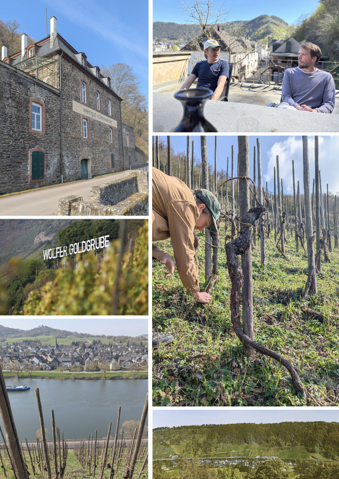 Mehrere Bilder zusammengefasst: Die Winzer, das Weingut, die Wolfer Goldgrube
